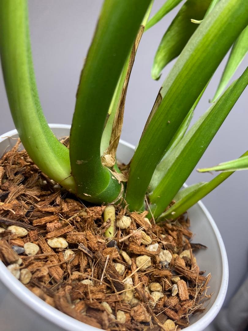 棚整理セール‼️】モンステラ バールマルクス 希少 レア 人気