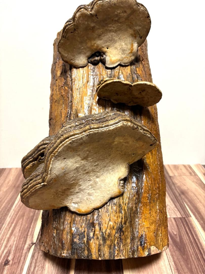 天然木 サルノコシカケ風 オブジェ 置物 大型 木製キノコ インテリア