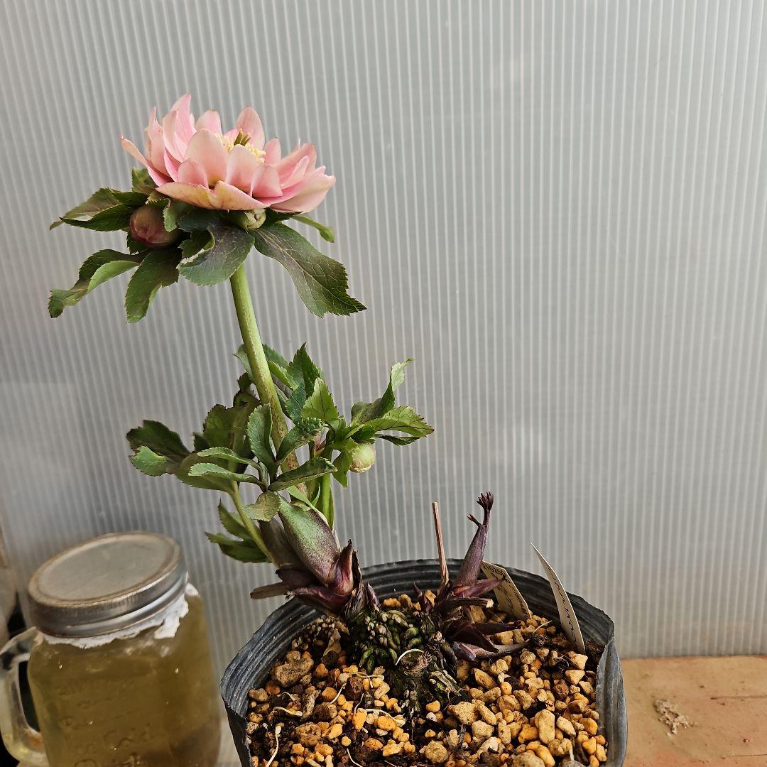 蒼ララ様ご購入苗㉖-365クリスマスローズ