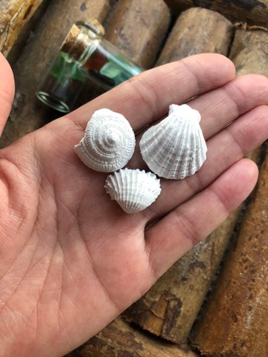 可愛い小さなシェル20個　アロマストーン