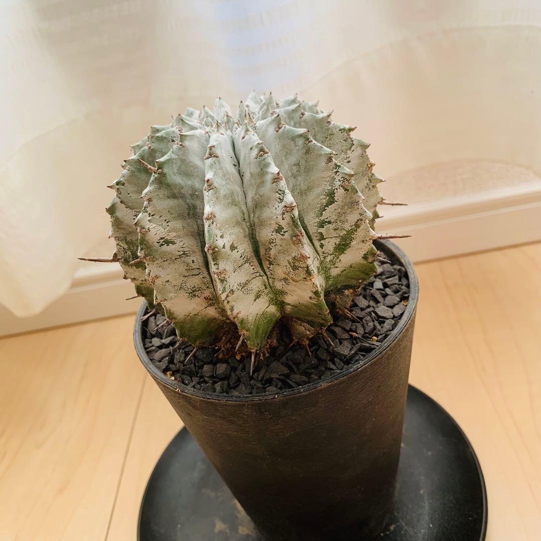 巨大株 胴太白衣ホリダ 8.5cm 3.5寸 ♯ 美形美白 ユーフォルビア