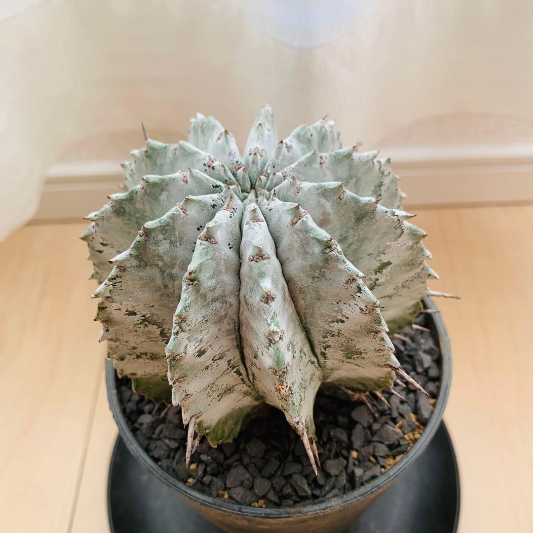 巨大株 胴太白衣ホリダ 8.5cm 3.5寸 ♯ 美形美白 ユーフォルビア