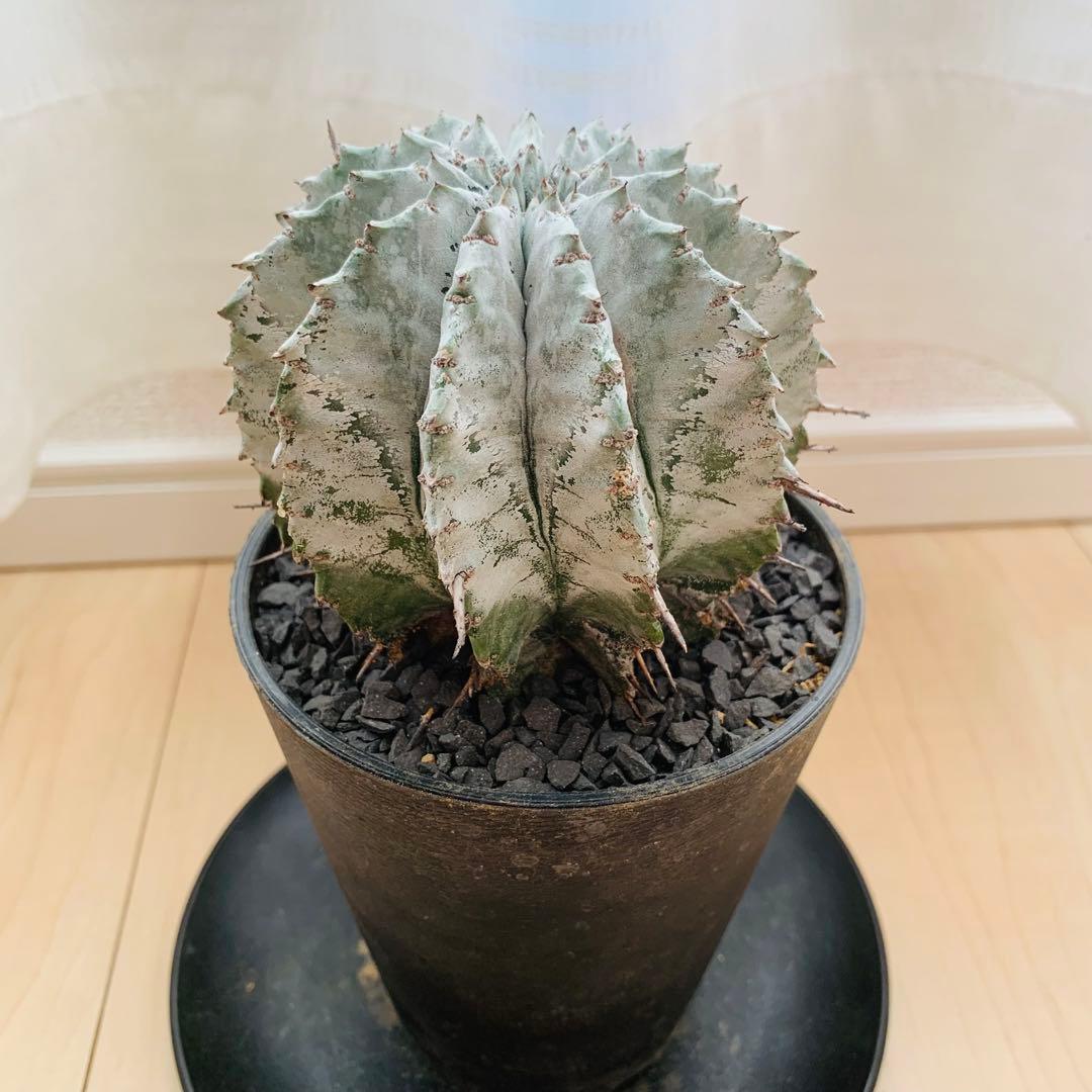 巨大株 胴太白衣ホリダ 8.5cm 3.5寸 ♯ 美形美白 ユーフォルビア