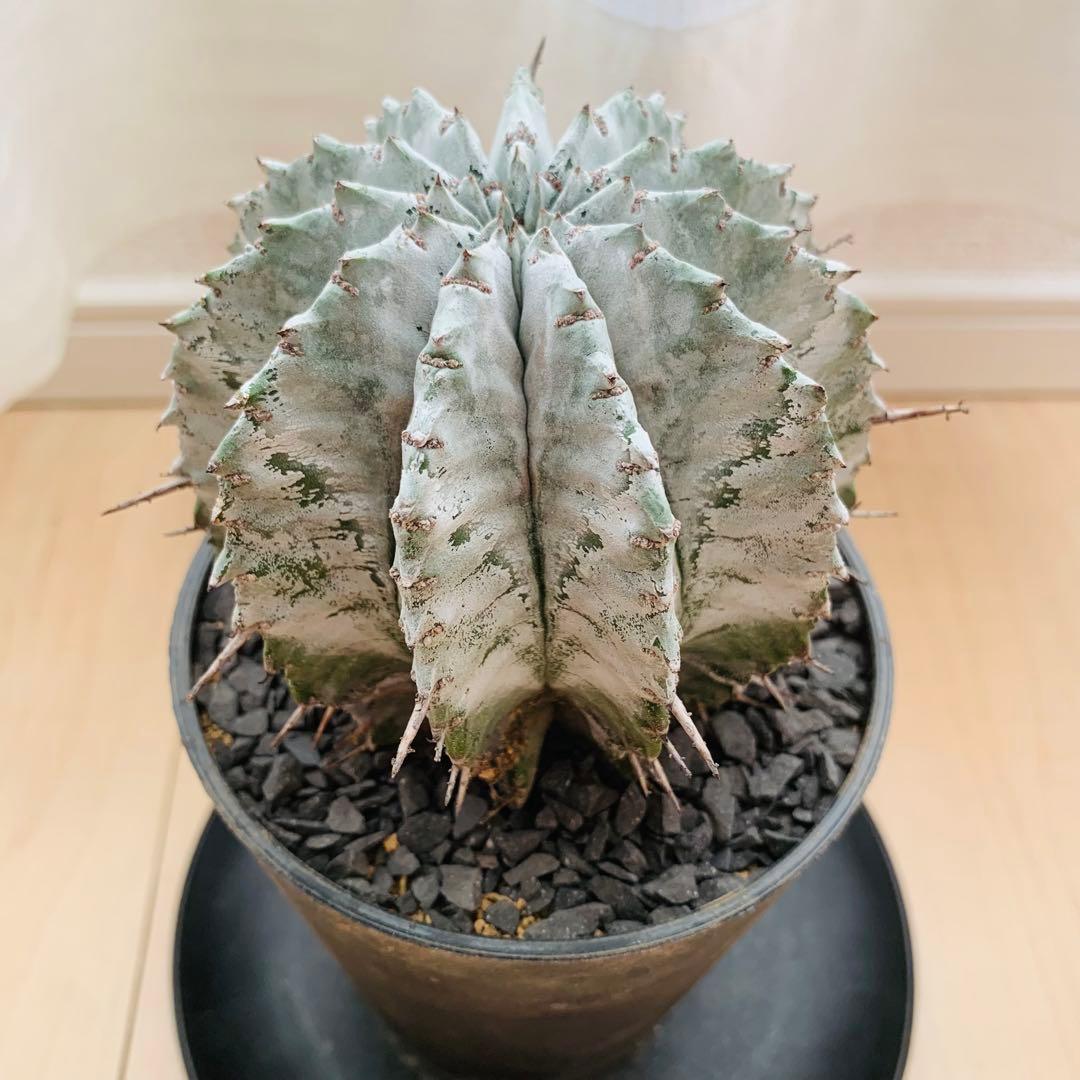 巨大株 胴太白衣ホリダ 8.5cm 3.5寸 ♯ 美形美白 ユーフォルビア