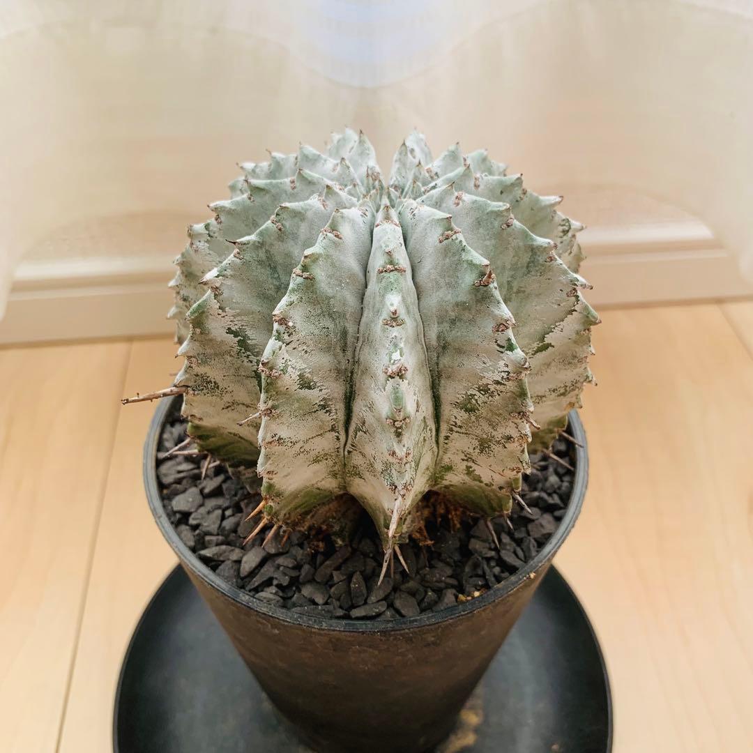 巨大株 胴太白衣ホリダ 8.5cm 3.5寸 ♯ 美形美白 ユーフォルビア