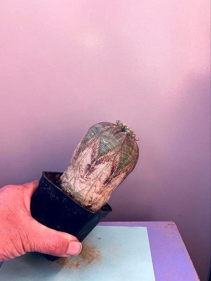 《3号G》ユーフォルビア　オールド　オベサ　雄株