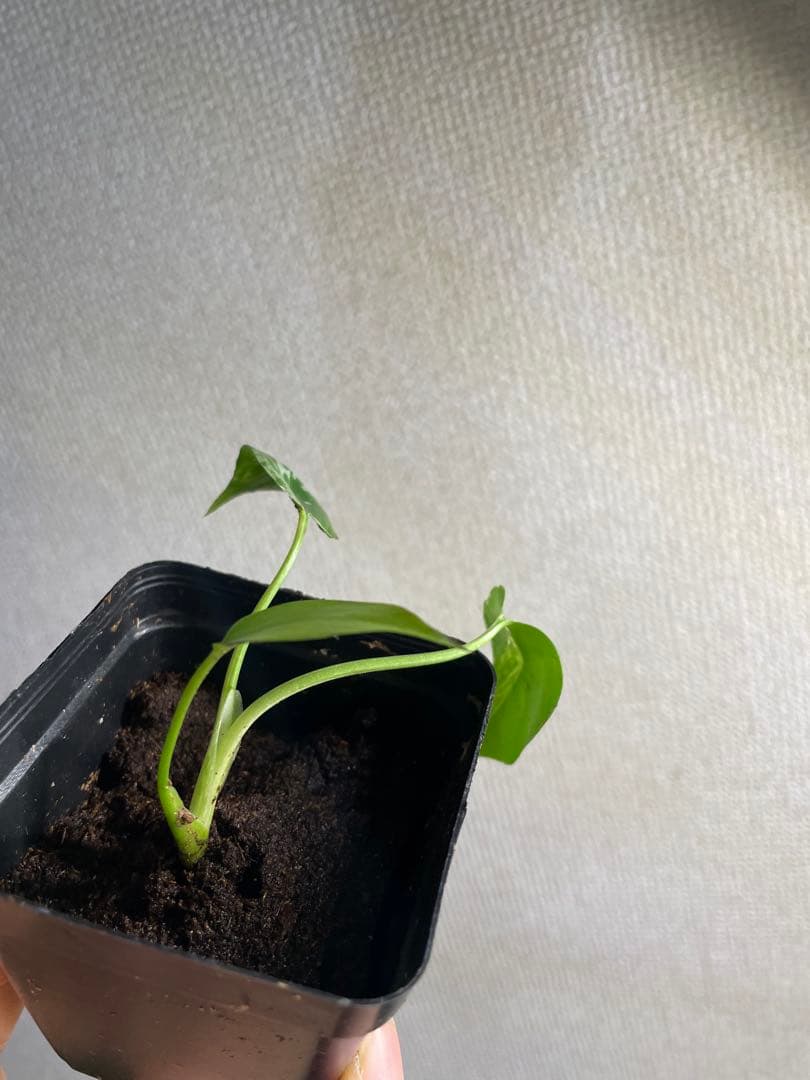 m*o様 モンステラ　デリシオーサ　バルバソー