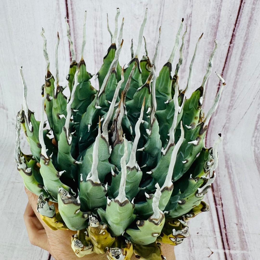 719 アガベ ユタエンシス エボリスピナ 強刺 陽炎