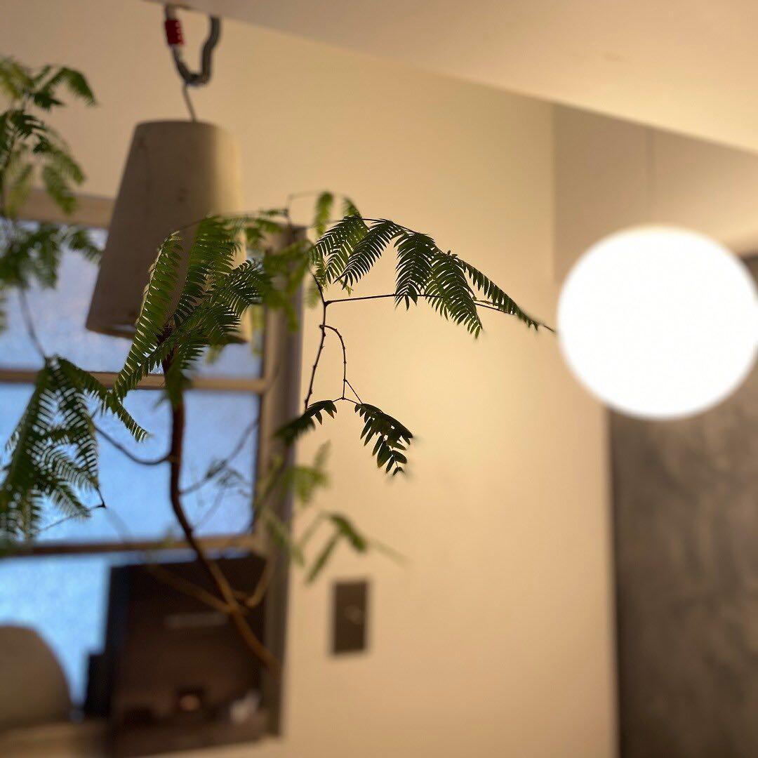 廃盤　新品未開封 L 無印良品 フロアライト 丸 MJ-FM35A-W