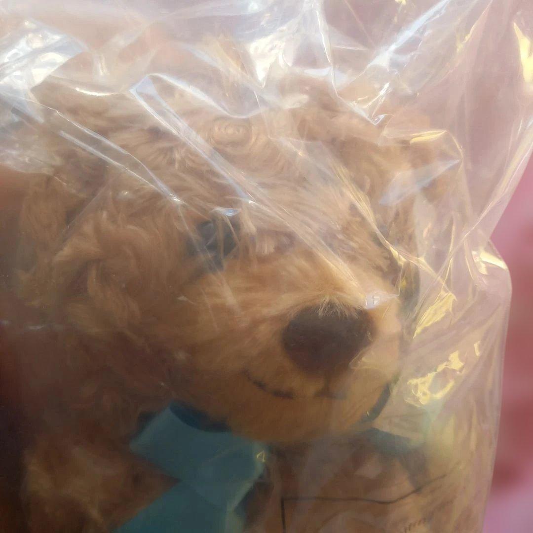 ハニーテディベア★ファミリー★ベビー、ガール、ボーイぬいぐるみ&バックパック