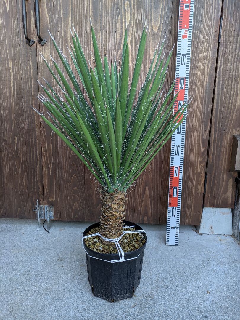 1 ユッカフィリフェラ/剛毛/葉数多/レア葉性/発根済み