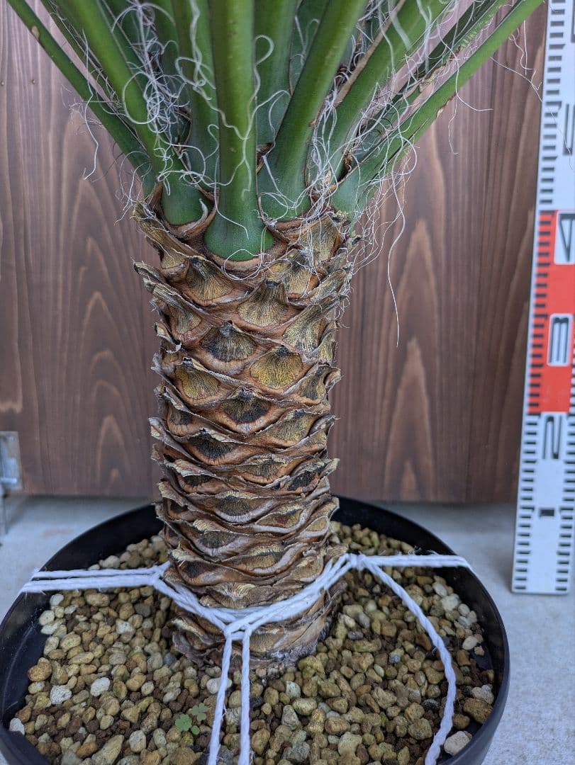 1 ユッカフィリフェラ/剛毛/葉数多/レア葉性/発根済み