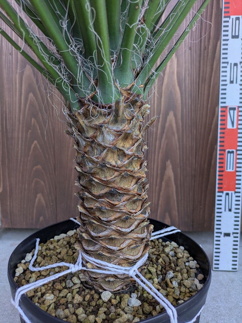 1 ユッカフィリフェラ/剛毛/葉数多/レア葉性/発根済み