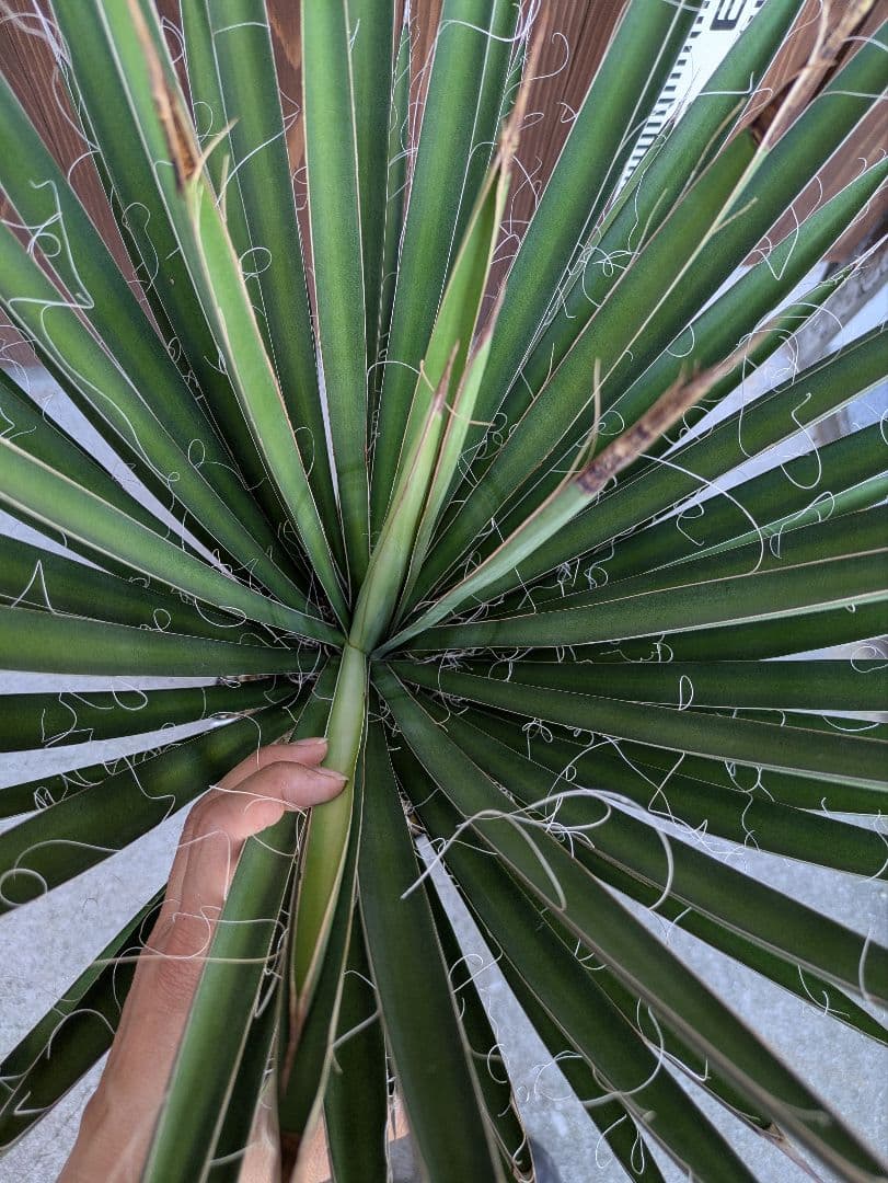 1 ユッカフィリフェラ/剛毛/葉数多/レア葉性/発根済み