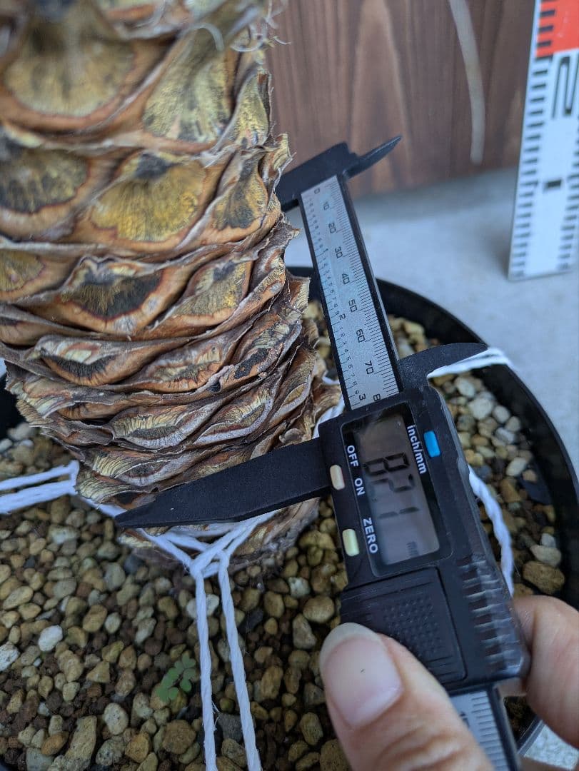 1 ユッカフィリフェラ/剛毛/葉数多/レア葉性/発根済み