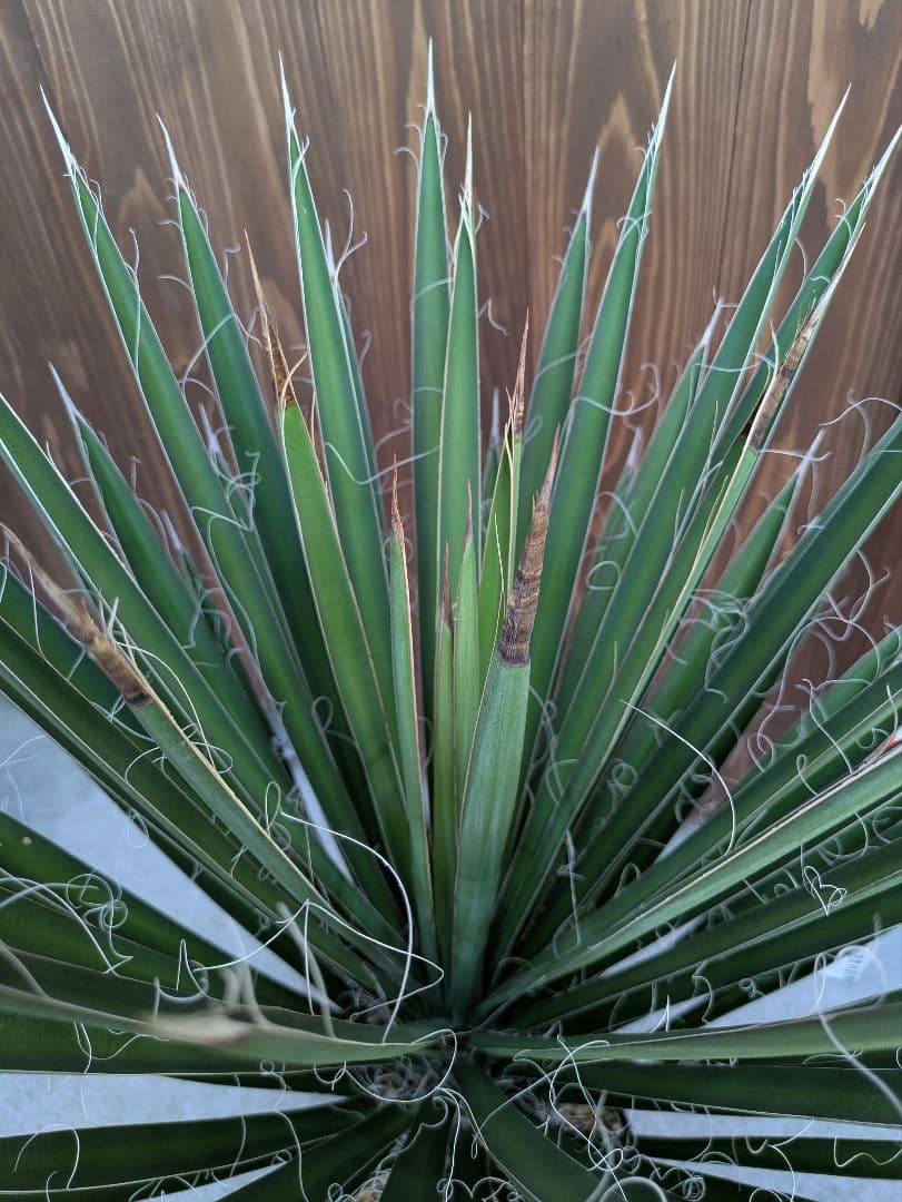 1 ユッカフィリフェラ/剛毛/葉数多/レア葉性/発根済み