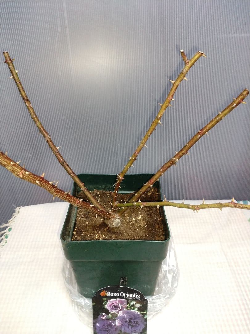 リリエンタール バラ苗 Rosa Orientis 6号鉢正規苗 - メルカリ