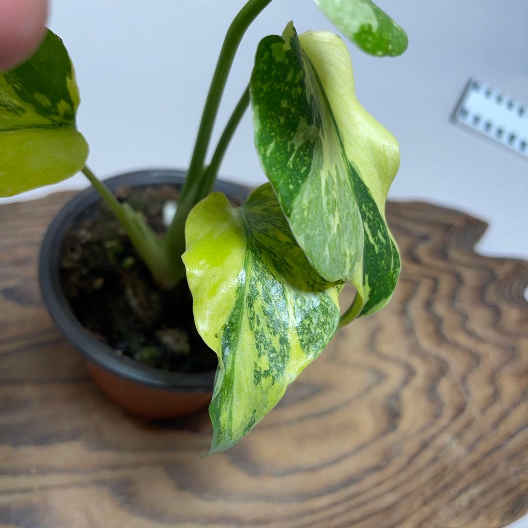 A128品種保証 【キング】モンステラ ギングエレクトロライト 美株