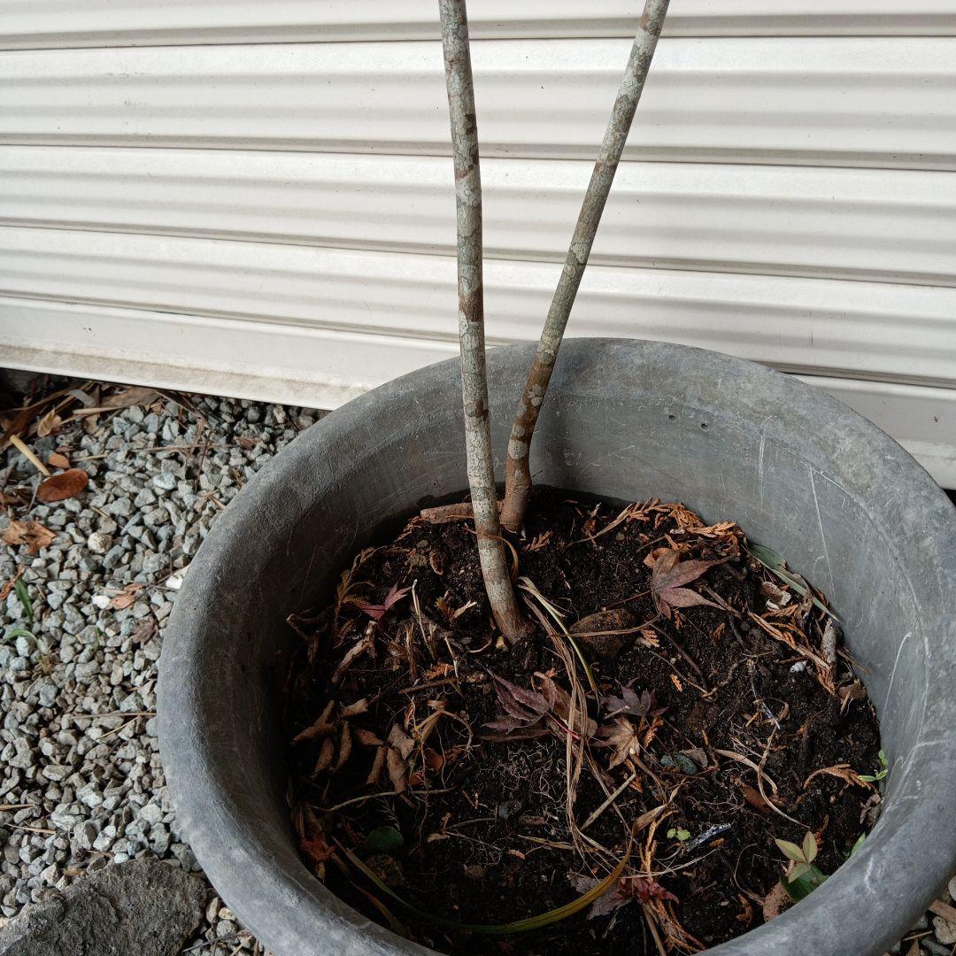 ツリバナ　2本立ち　山採り