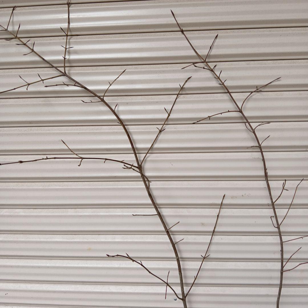 ツリバナ　2本立ち　山採り