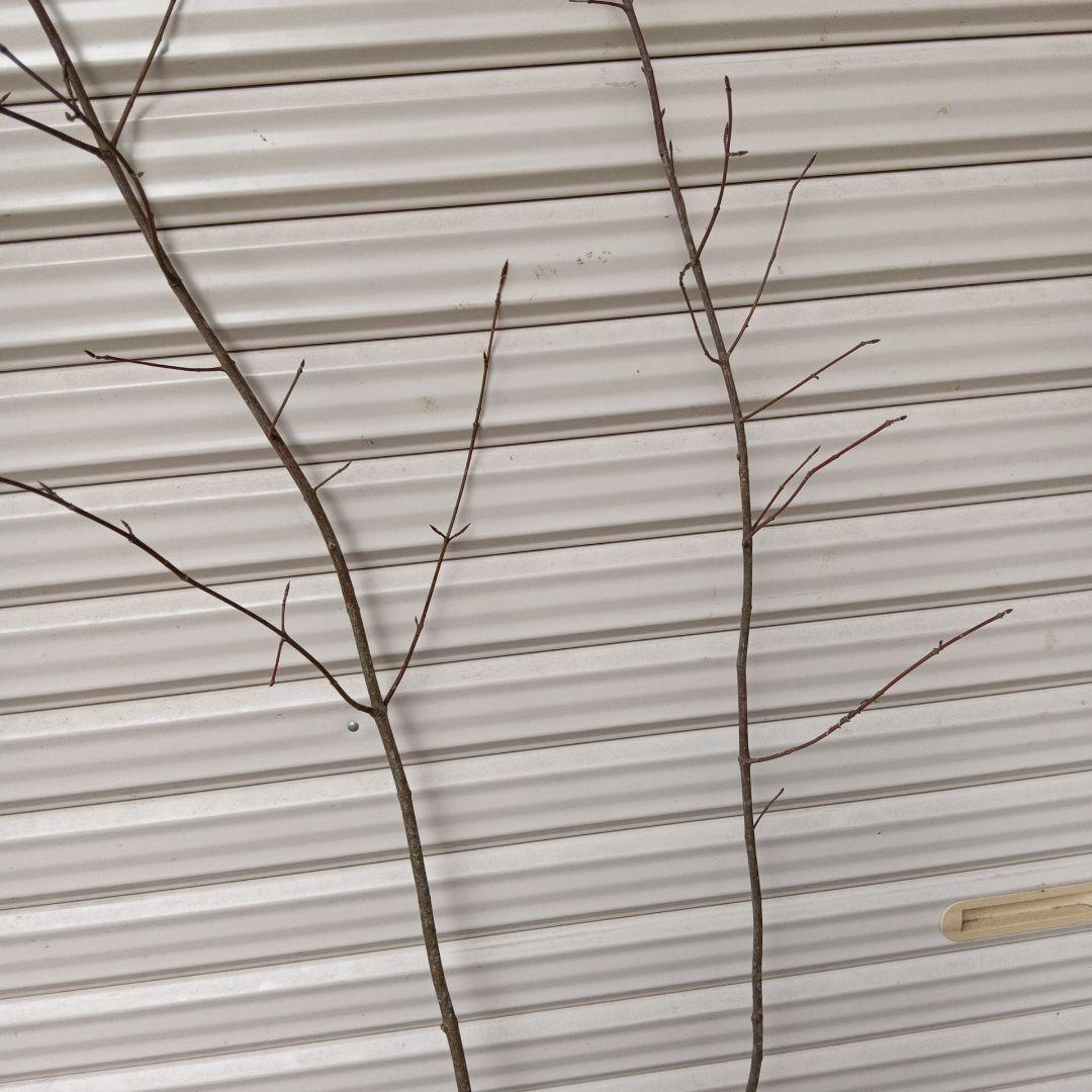 ツリバナ　2本立ち　山採り