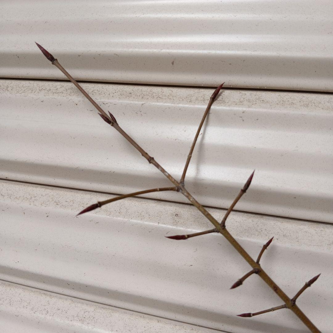 ツリバナ　2本立ち　山採り