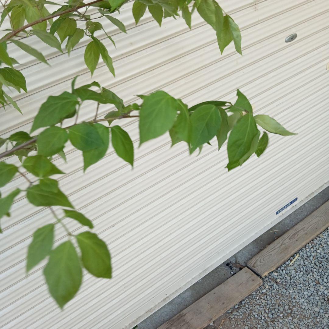 ツリバナ　2本立ち　山採り