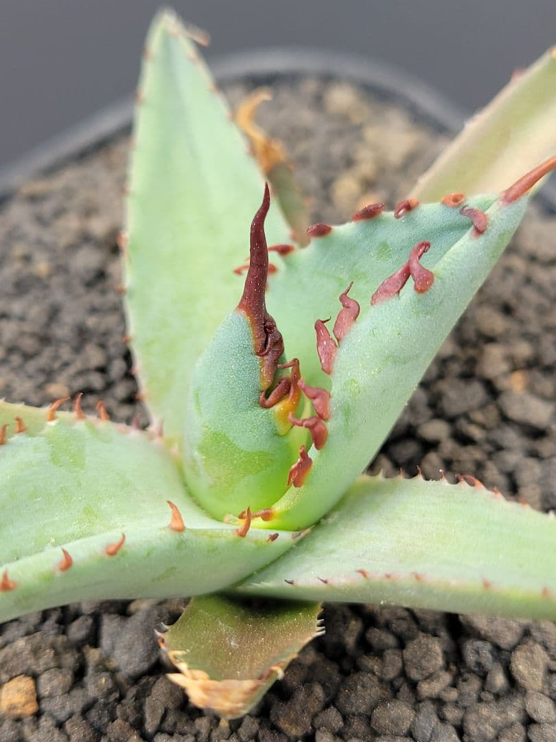 アガベ　エボリスピナ×BB（ブラック＆ブルー）ハイブリッド