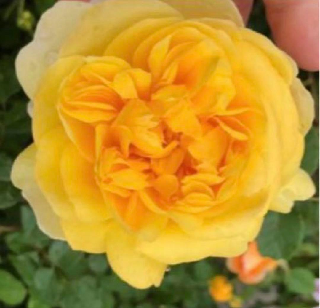 ロマンティックER