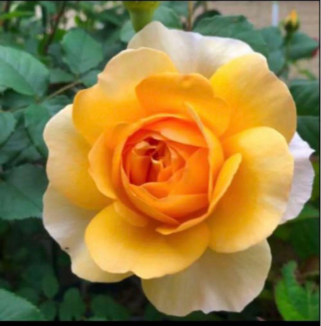 ロマンティックER