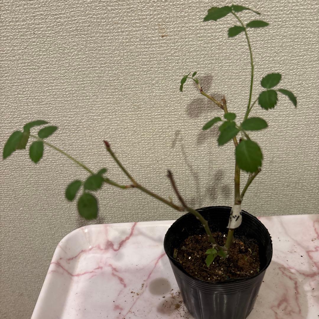 ロマンティックER