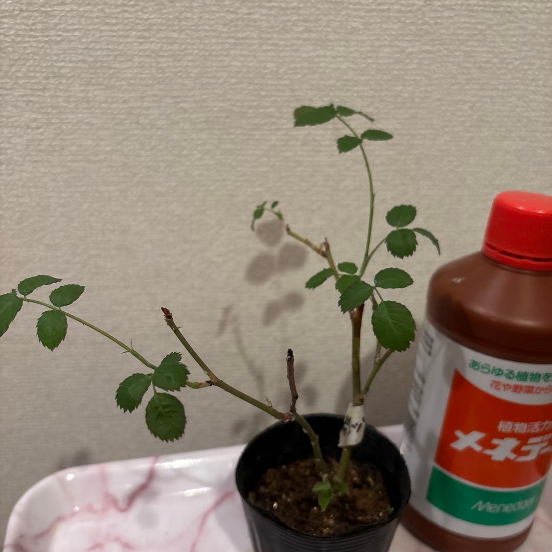 ロマンティックER