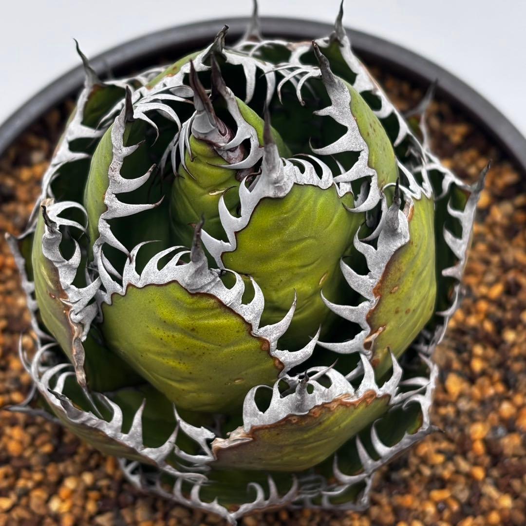 鳥*郎様 【龍門アガベ　ホリダ “horrida” 】極上強棘/狂刺/激レア/水