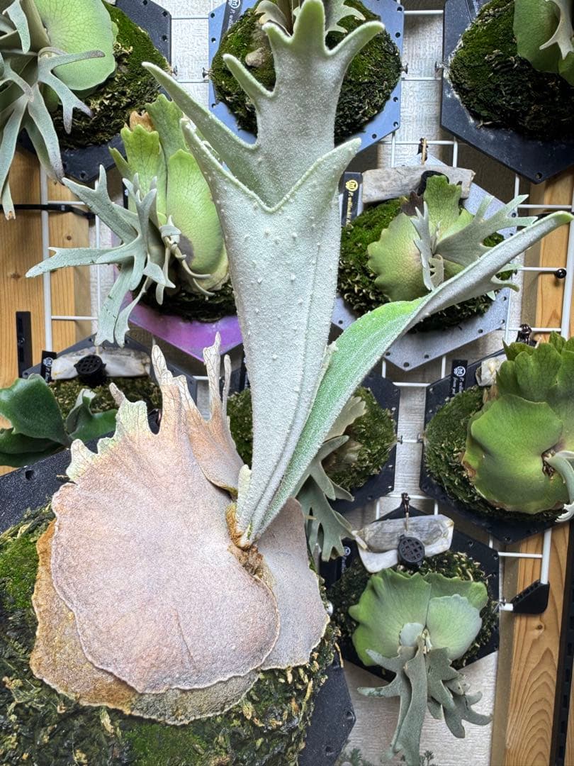 ビカクシダ veitchii Auburn  dwarf sp select