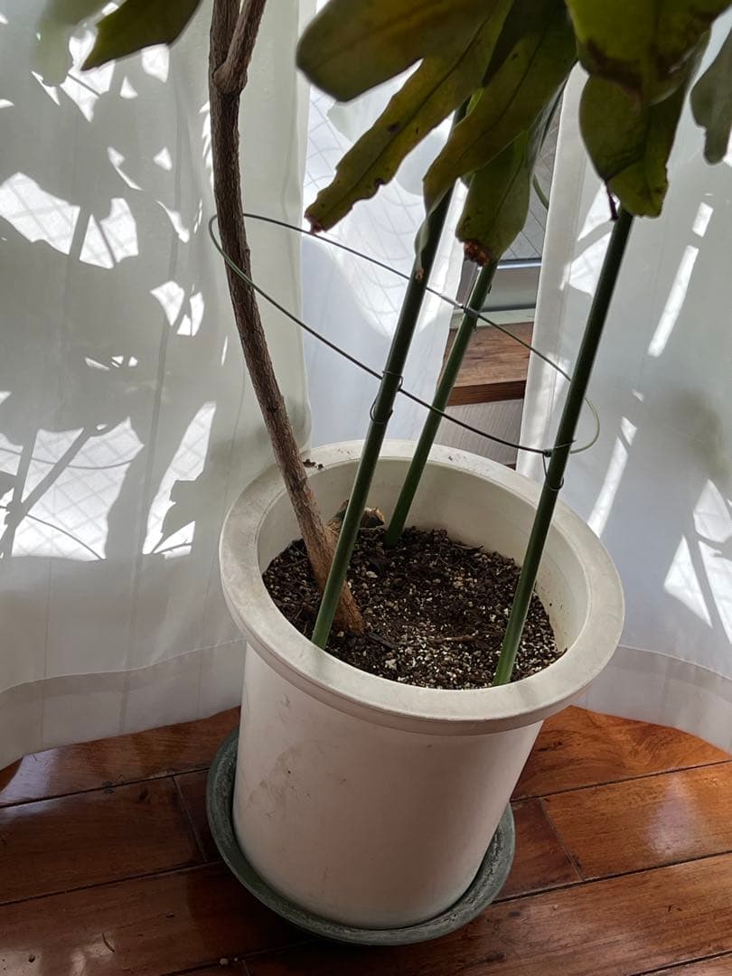 【超大株】月下美人：親株