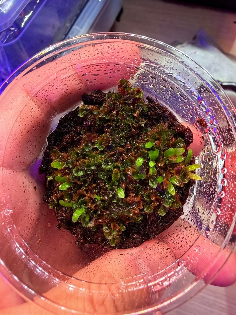 ビカクシダ　Yellow moon dwarf \"EXP\"胞子培養前葉体B