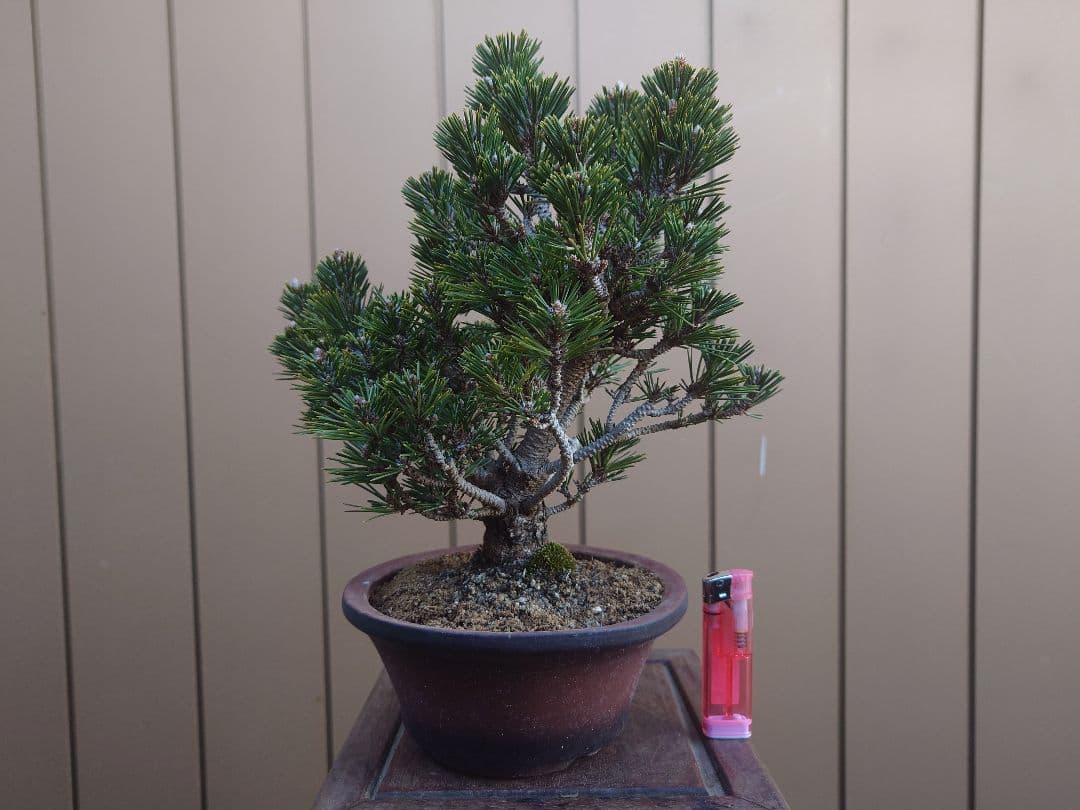 盆栽　千寿丸　黒松　樹高25cm