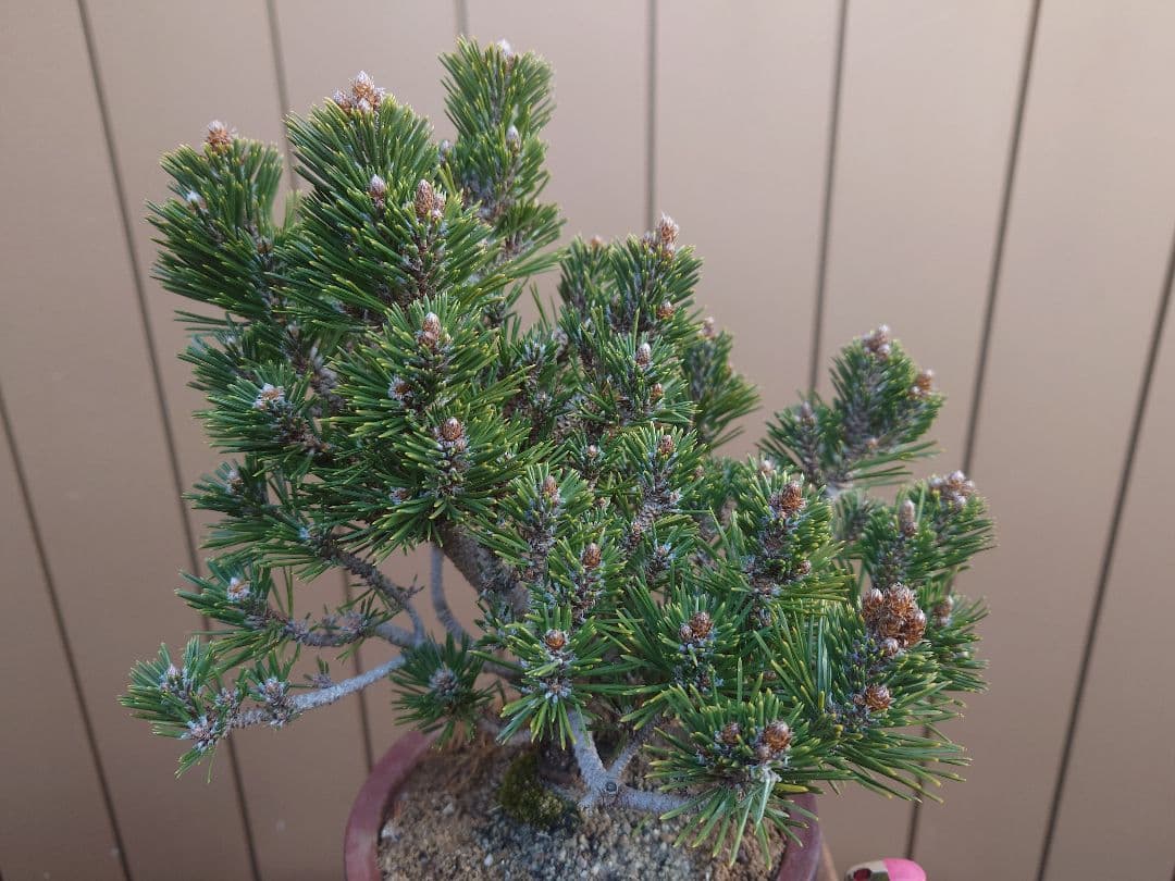 盆栽　千寿丸　黒松　樹高25cm