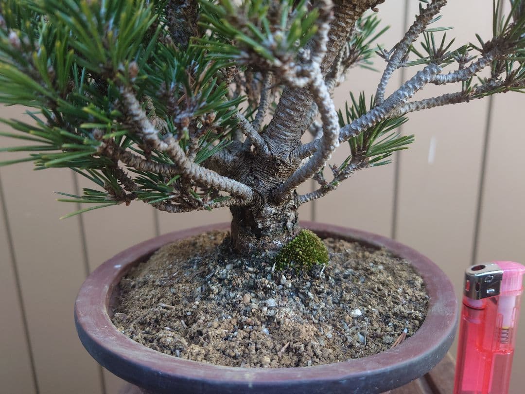 盆栽　千寿丸　黒松　樹高25cm