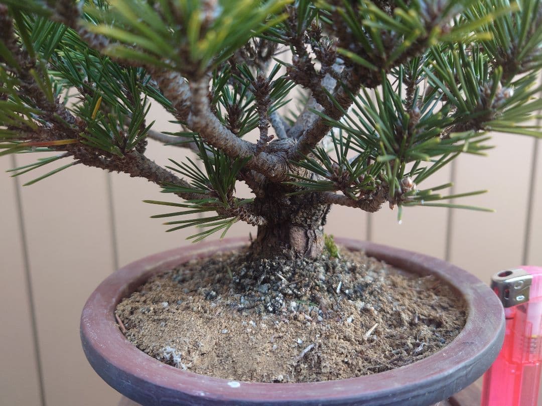 盆栽　千寿丸　黒松　樹高25cm