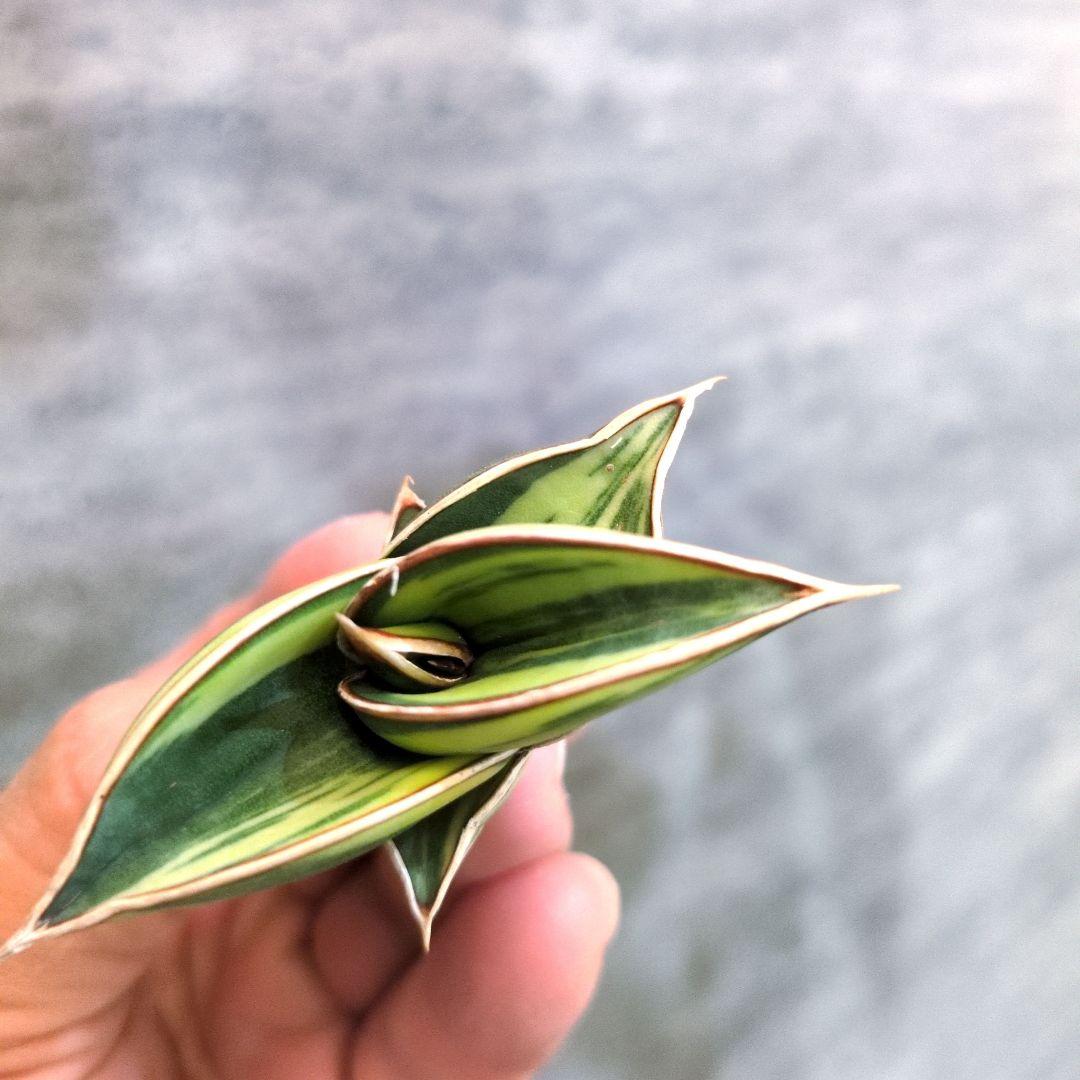 ⑧ サンスベリア　ロリダ　斑入り　多肉植物　ロリダ斑入り　ユーフォルビア