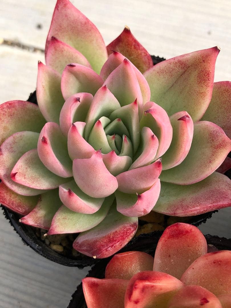 多肉植物 ロウルサンコ苗♡抜き苗セット - メルカリ