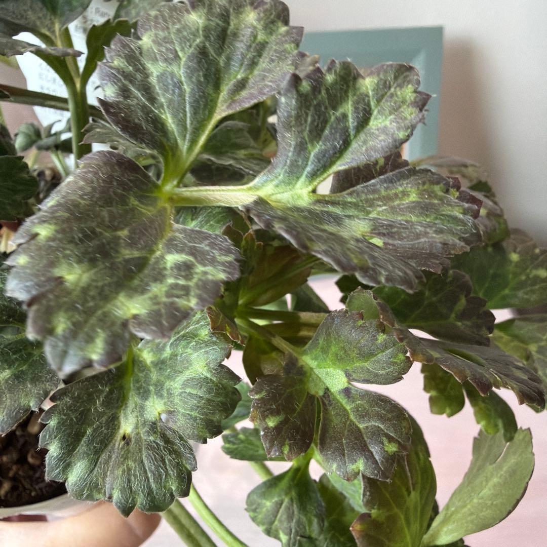 【レア】斑入り　ラナンキュラス　ダークワインレッド　ポット苗《2/14》