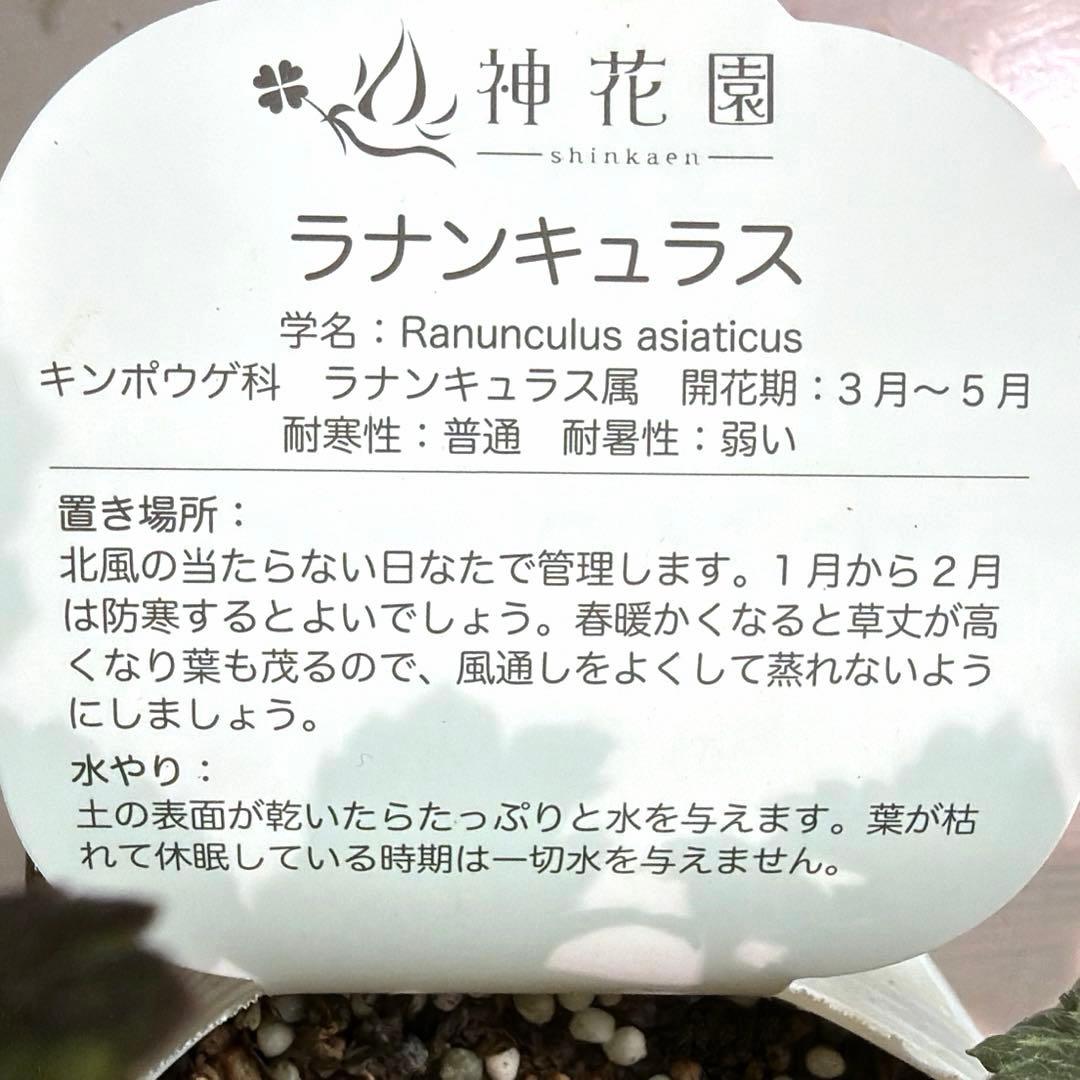 【レア】斑入り　ラナンキュラス　ダークワインレッド　ポット苗《2/14》