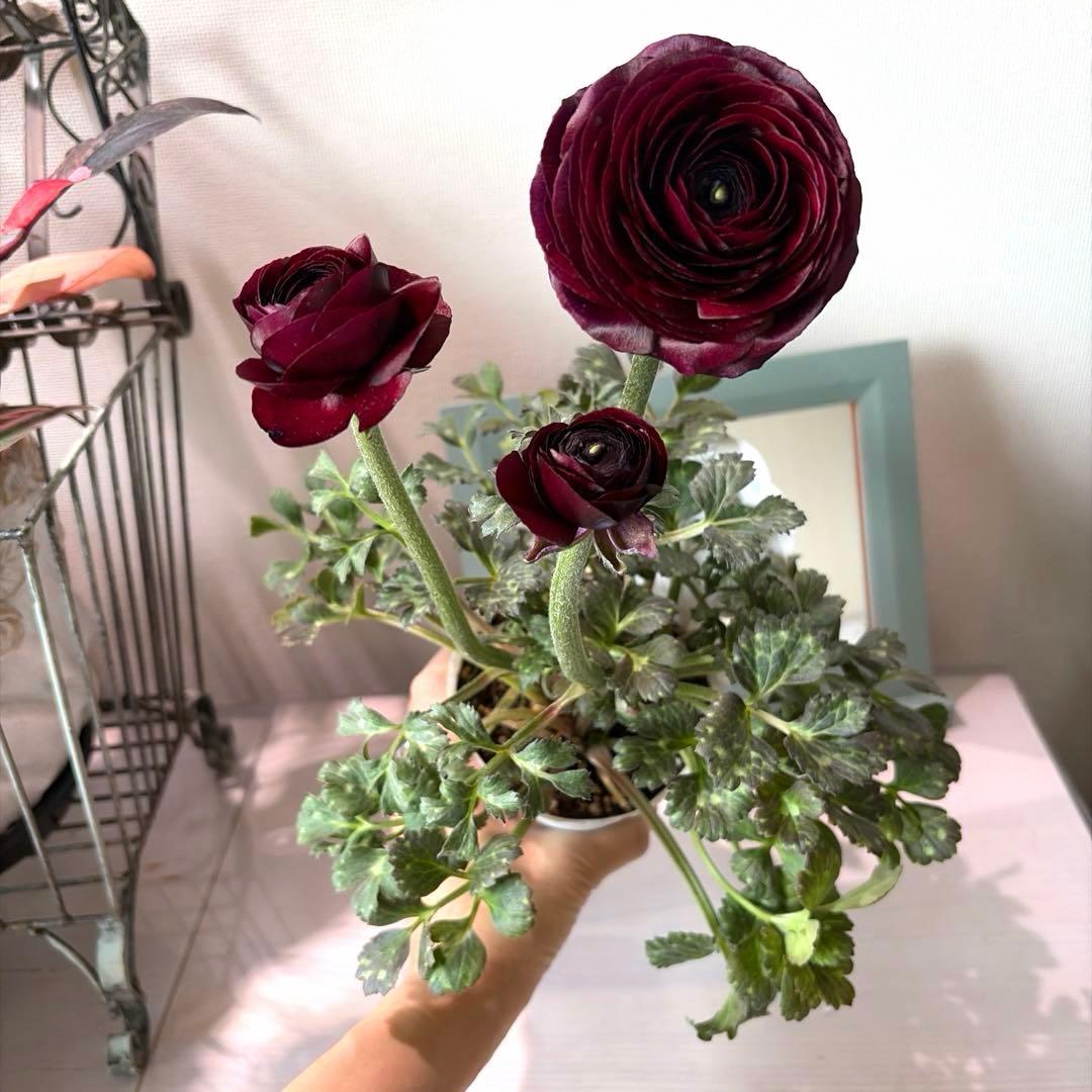 【レア】斑入り　ラナンキュラス　ダークワインレッド　ポット苗《2/14》