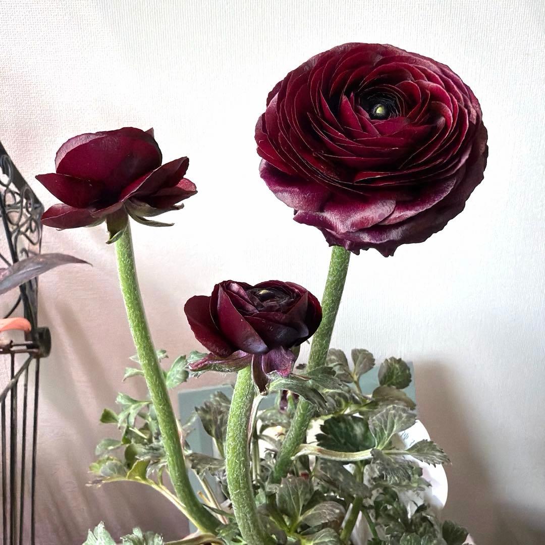 【レア】斑入り　ラナンキュラス　ダークワインレッド　ポット苗《2/14》