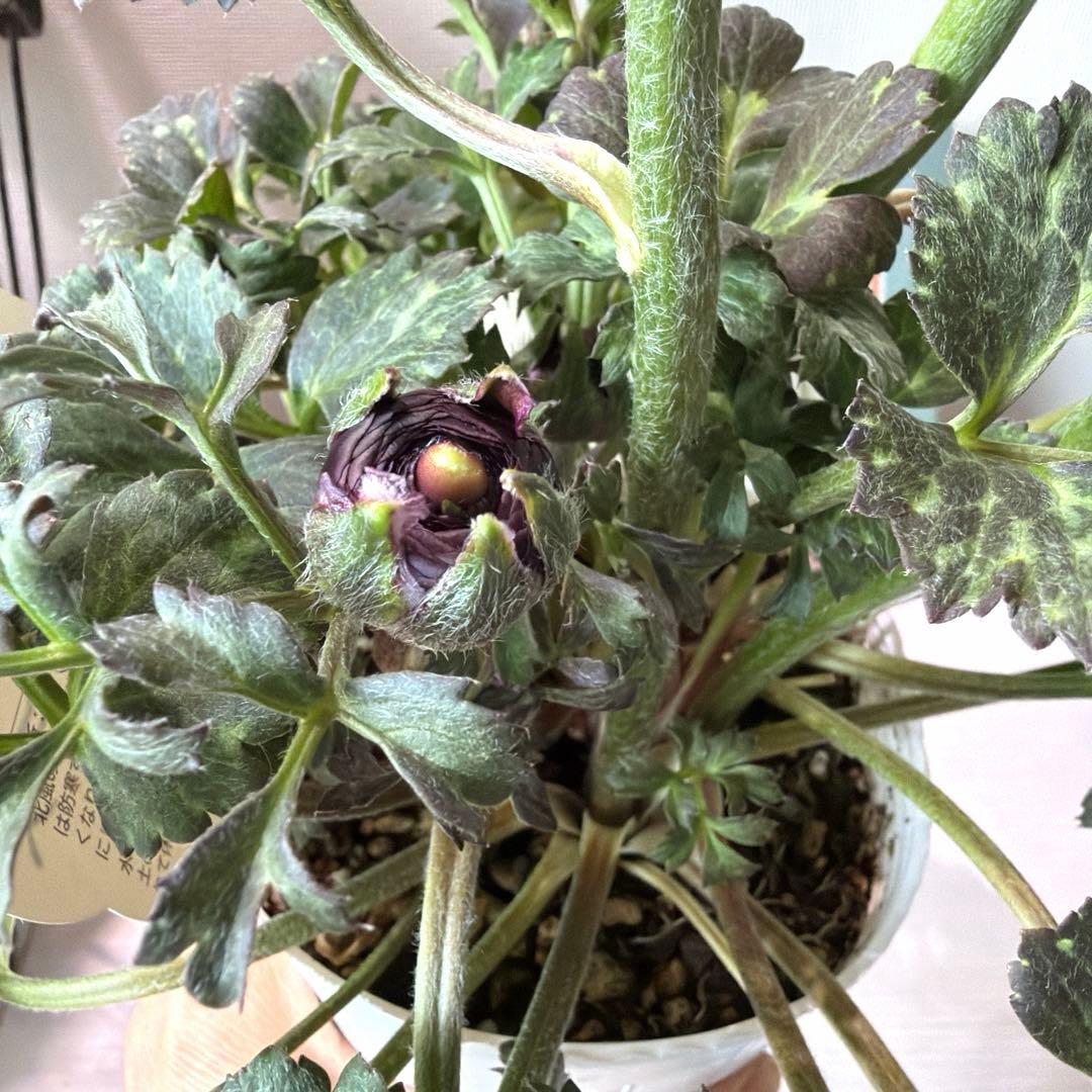 【レア】斑入り　ラナンキュラス　ダークワインレッド　ポット苗《2/14》