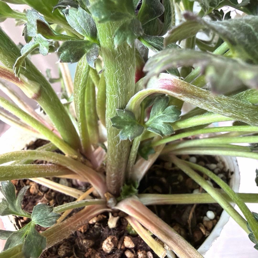 【レア】斑入り　ラナンキュラス　ダークワインレッド　ポット苗《2/14》