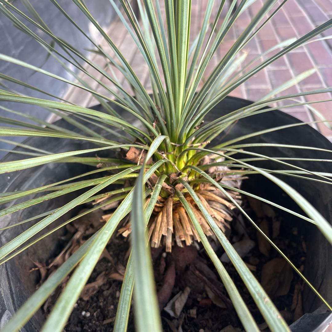 ユッカ ロストラータ　国内　実生　観葉植物 健康的な根元