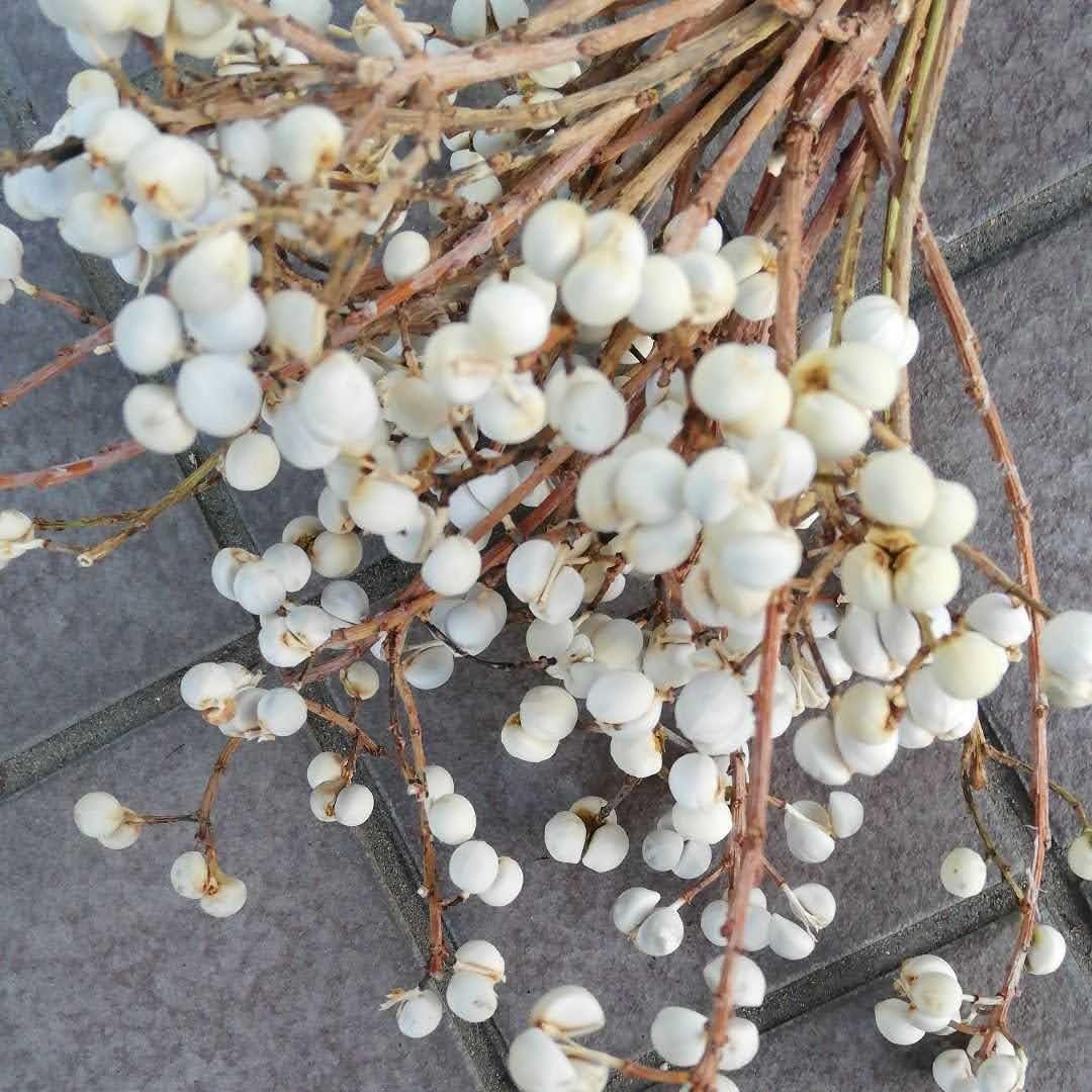 ナンキンハゼの実。ナンキンハゼ。10本。お試し特別価格。ドライ